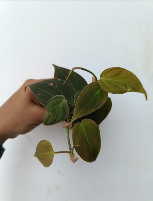 Philodendron Micans Plant