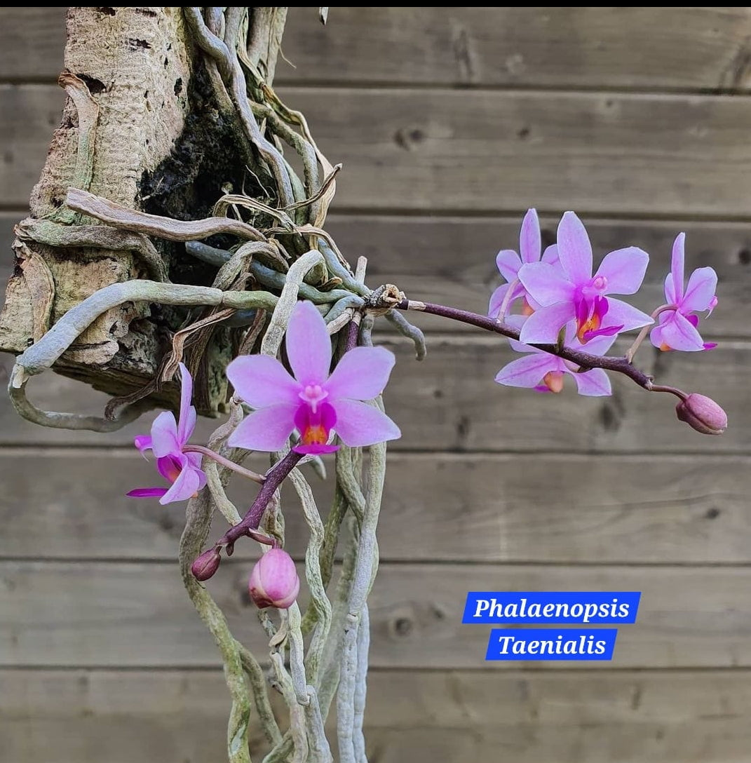 Phalaenopsis Taenialis