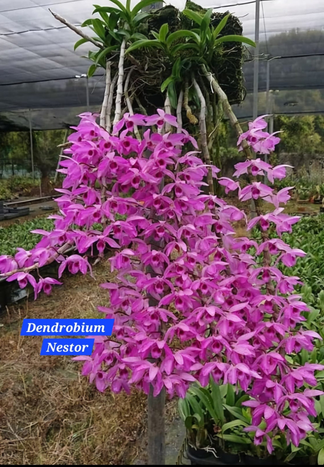 Dendrobium Nestor