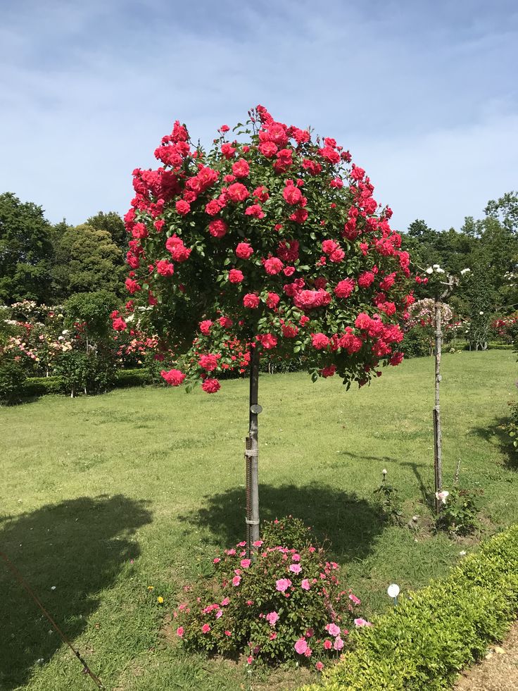 Buy Stand Rose Plant Online in India | Standard Tree Rose | Outdoor Flowering Rose Plant | Ashiyana Store