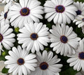 Dimorphothica winter Flower seeds