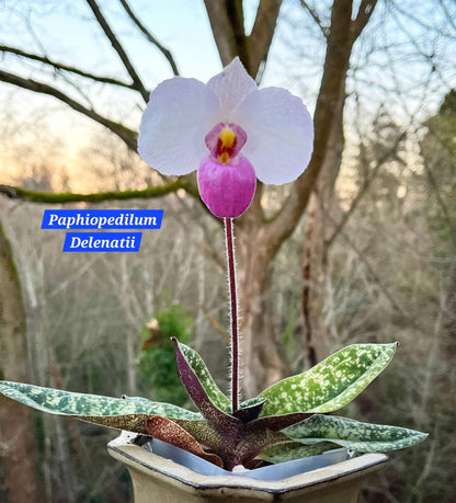 Paphiopedilum Delenatii