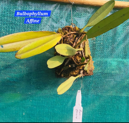 Bulbophyllum Affine