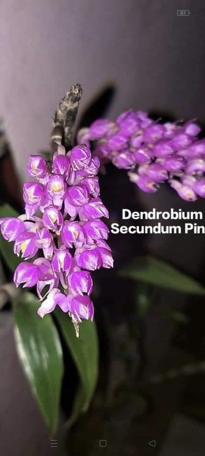 Dendrobium Secundum Pink