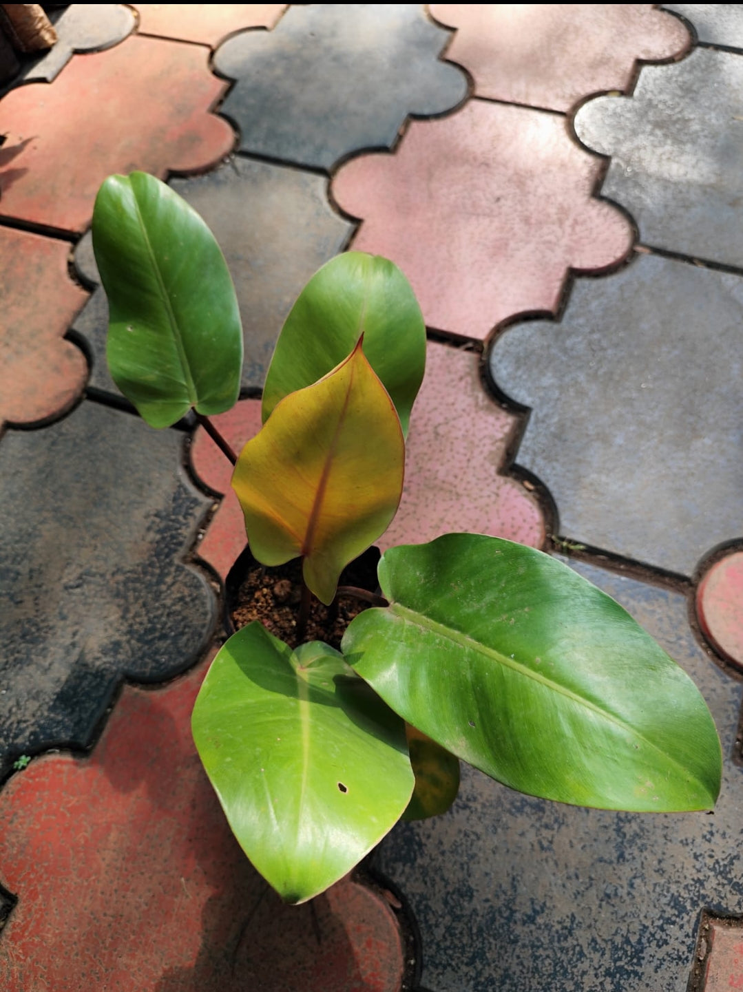 Philodendron Red Cherry plant