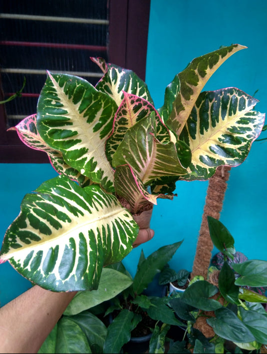 Tiger Croton (Outdoor Plant)