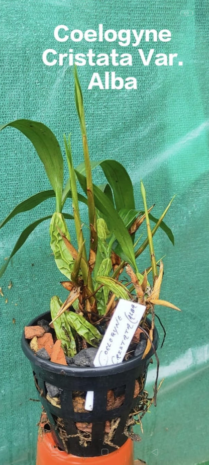 Coelogyne Cristata Var. Alba