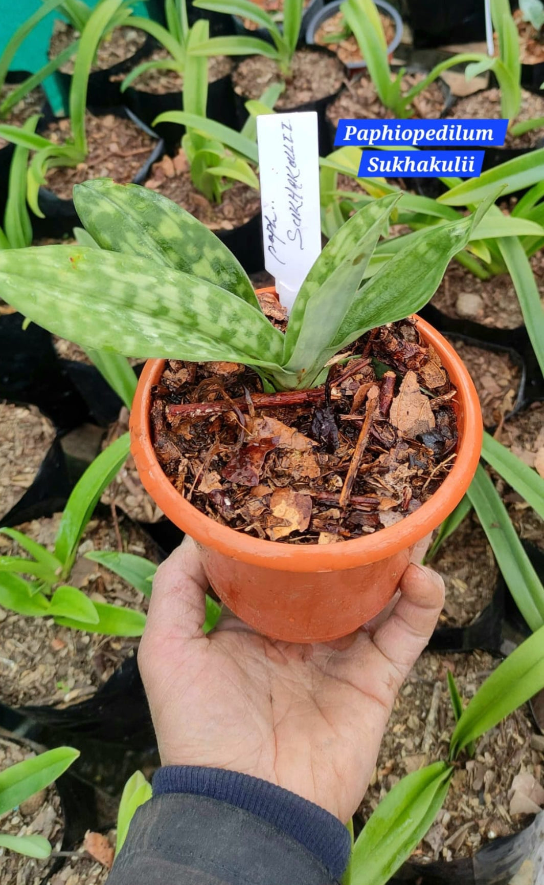 Paphiopedilum Sukhakulii