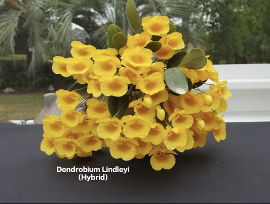 Dendrobium Lindleyi (Hybrid)