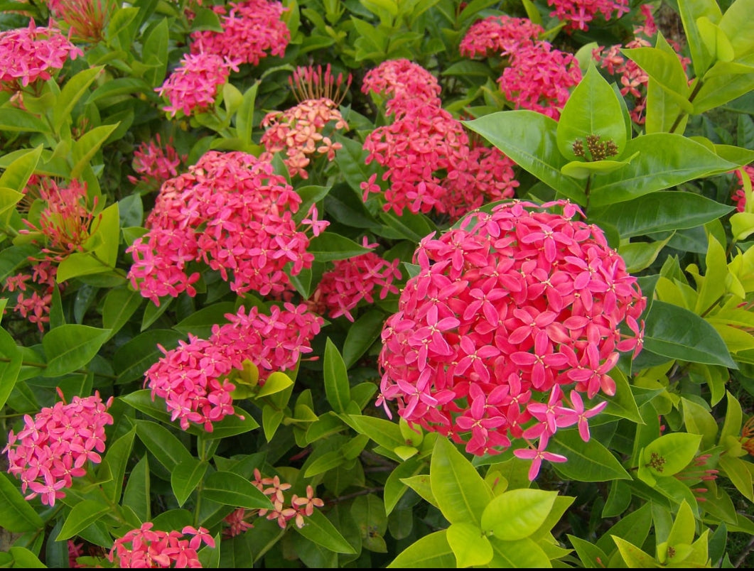 Ixora plant (Shrub Plant)