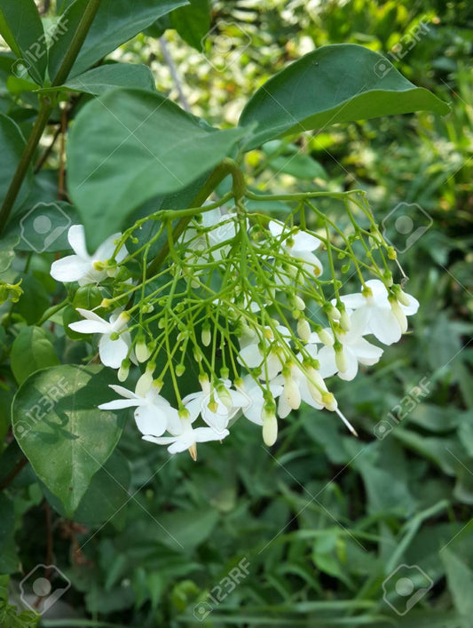 Water Jasmine plant (shrub plant)