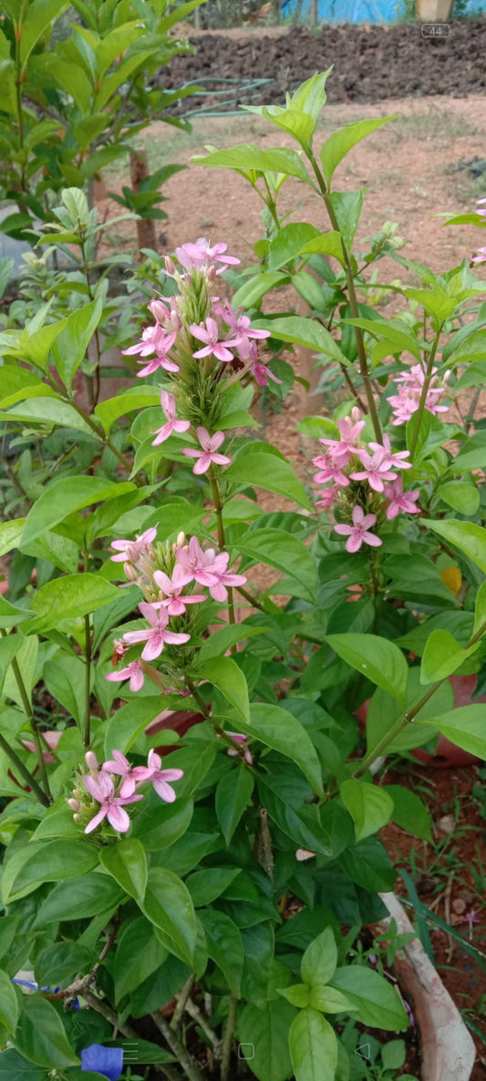 Rupsolia flowering plants