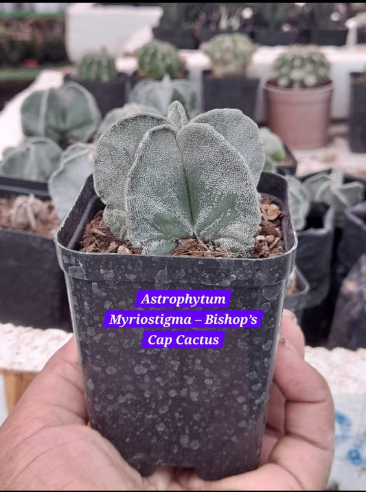 Astrophytum Myriostigma Bishop's Cap Cactus 26