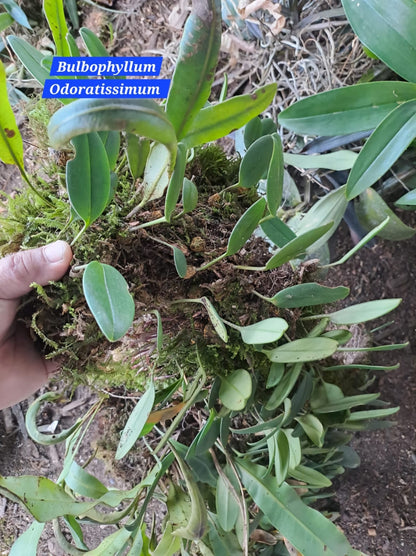 Bulbophyllum Odoratissimum