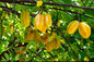 Carambola fruit plant