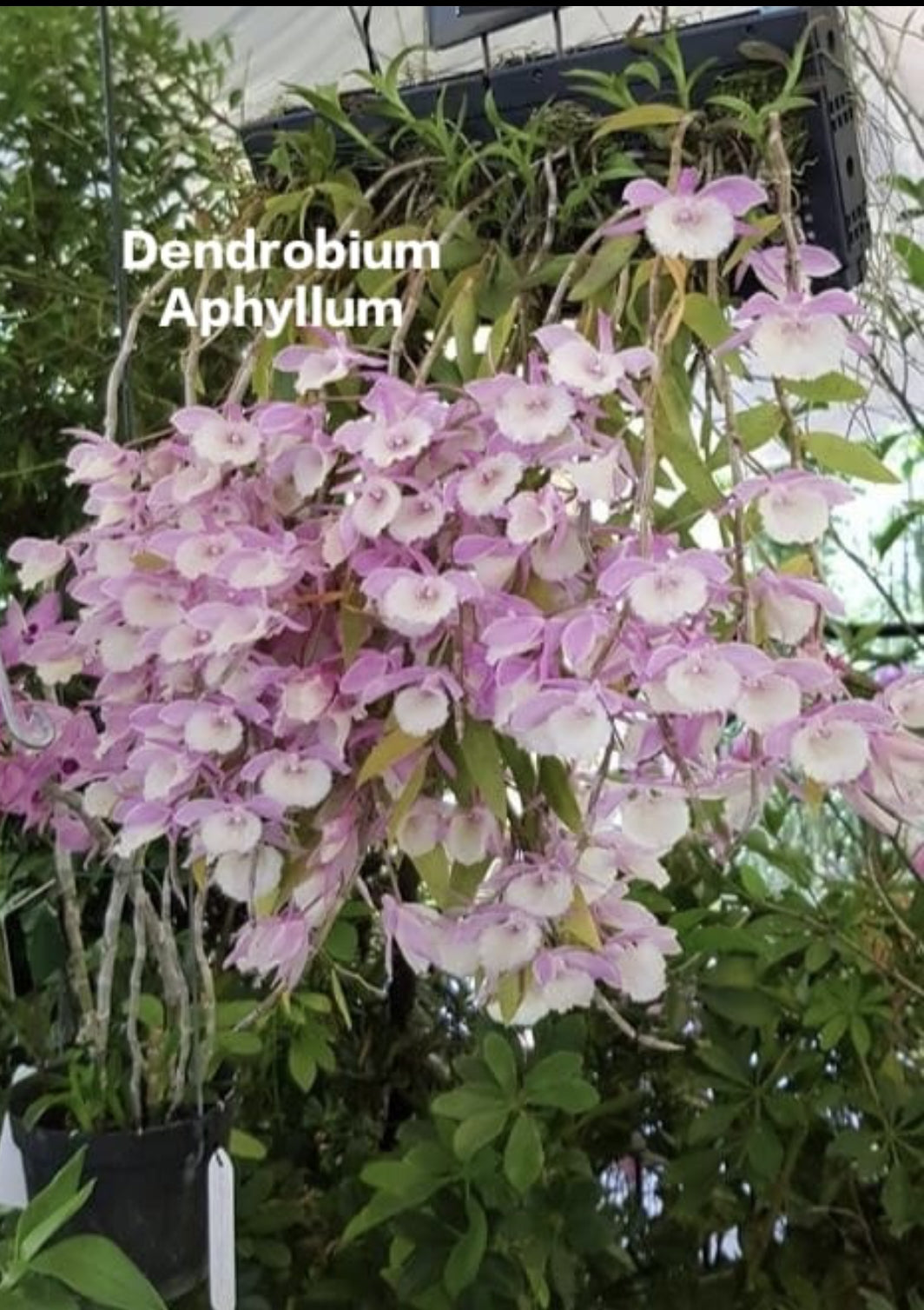 Dendrobium Aphyllum