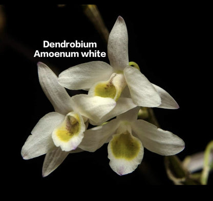 Dendrobium Amoenum white