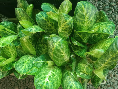 Aglonima Cobra plant