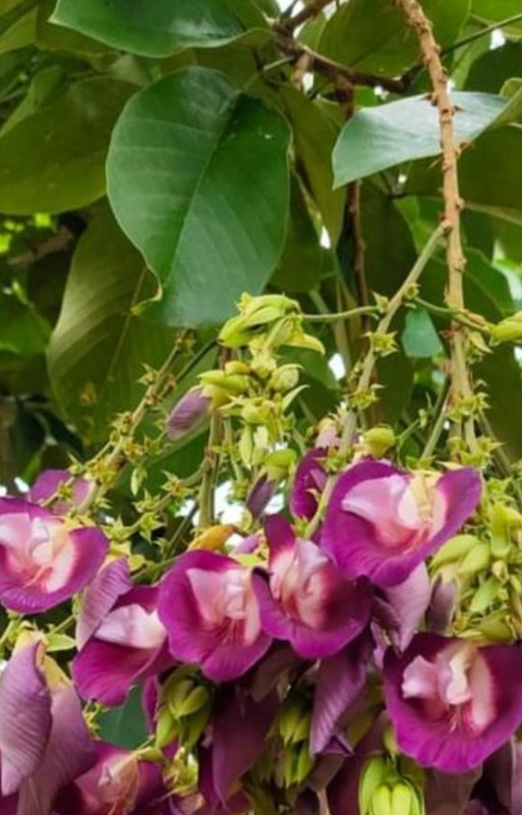 Clitoria arbora plant