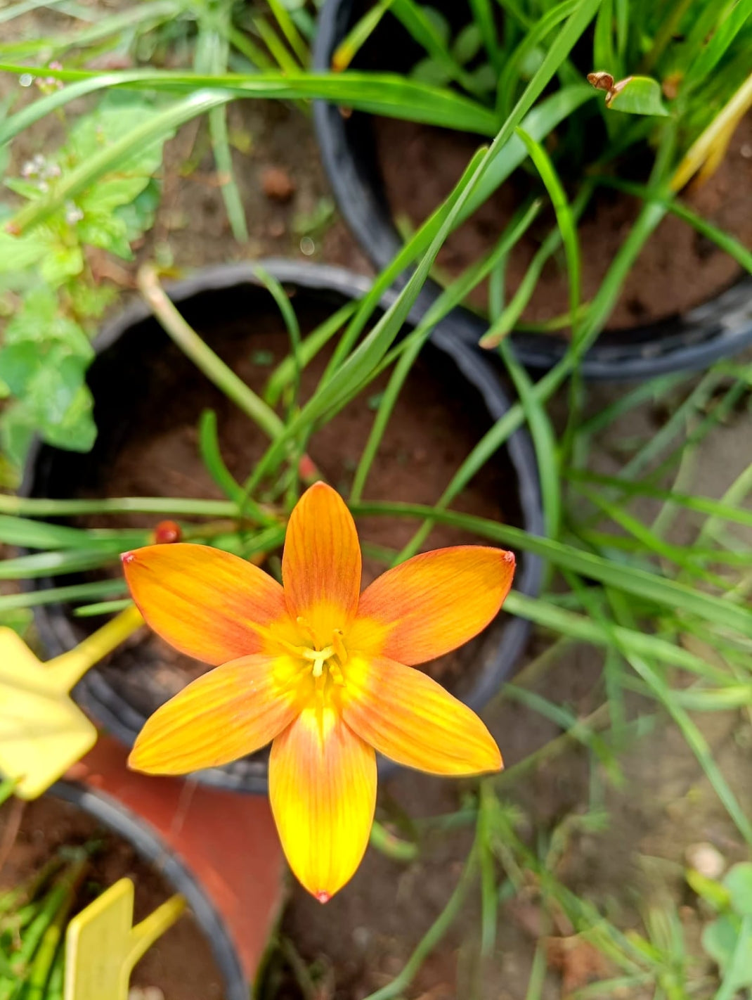 Moon stone rain Lily bulb