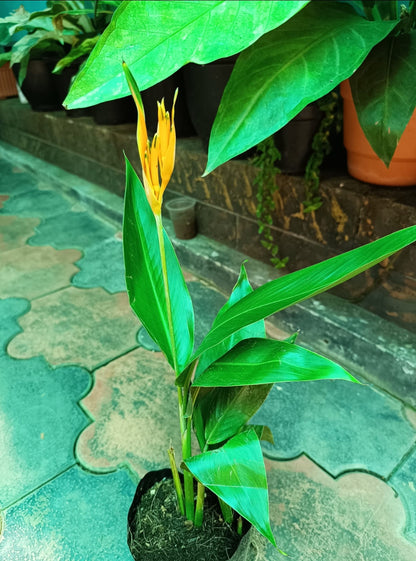 Heliconia Psittacorum Golden tourch