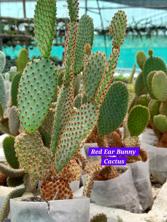 Red Ear Bunny Cactus 14