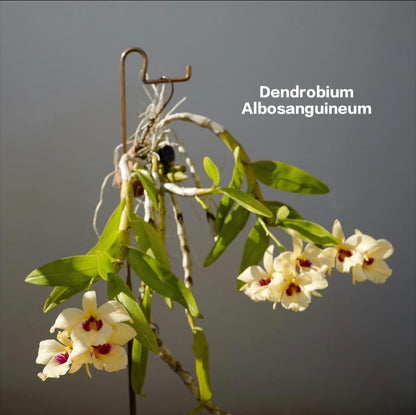 Dendrobium Albosanguineum