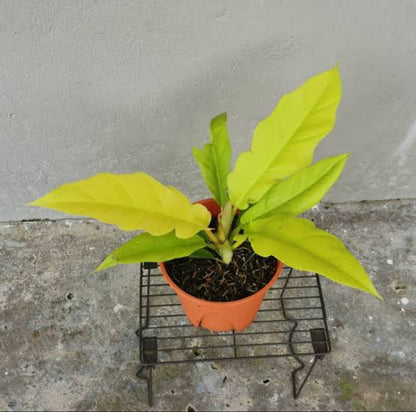 Pluto gold philodendron plant