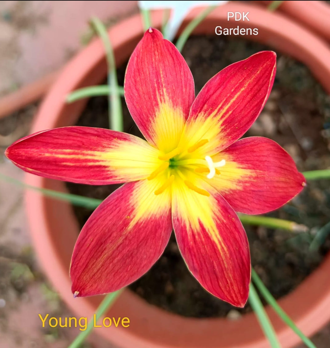 Young love rain Lily bulb