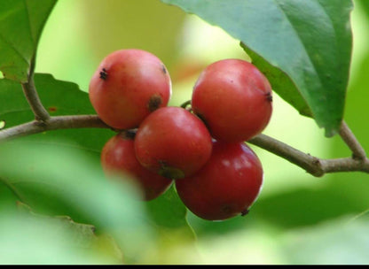 Loovy fruit plant