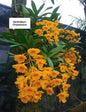 Dendrobium Chrysotoxum