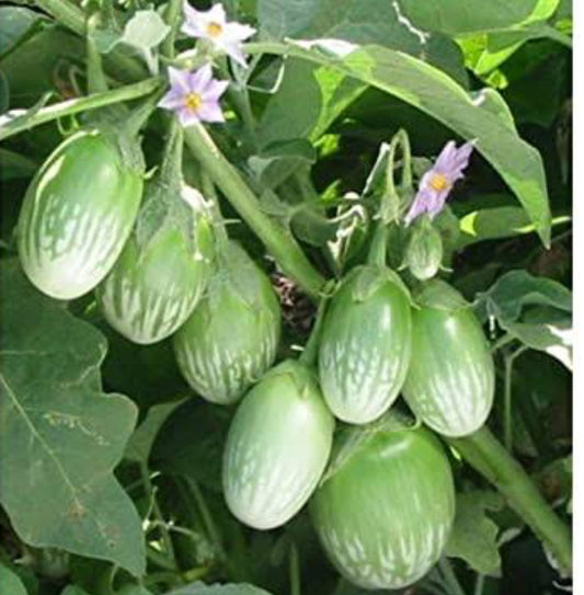 Brinjal F1 Green OS 995 vegitable seeds