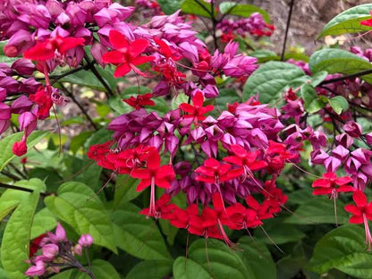 Red Bleeding heart vine