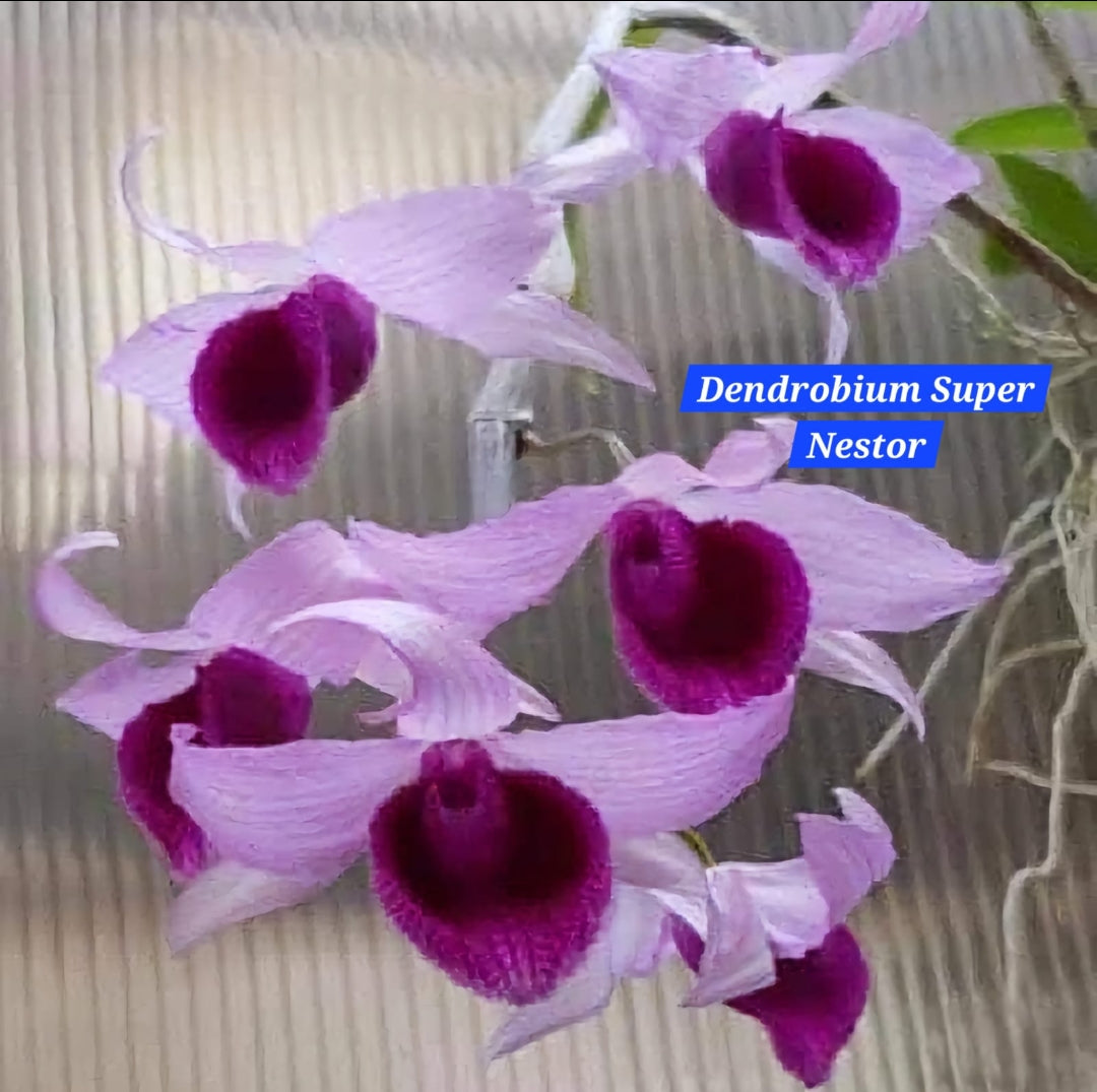 Dendrobium Super Nastor