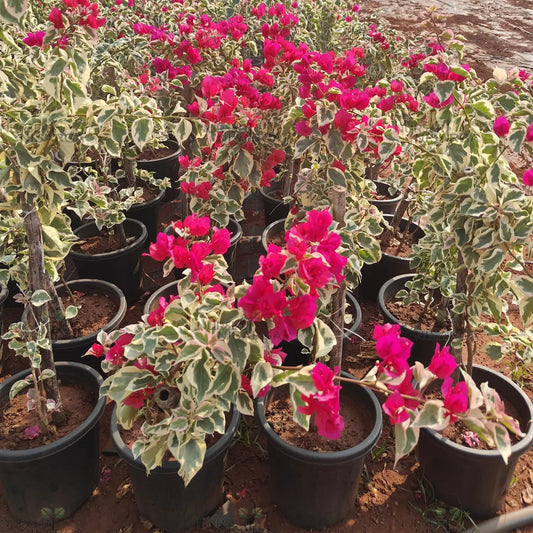 Dr Rao Bougainvillea – Plant (pink)