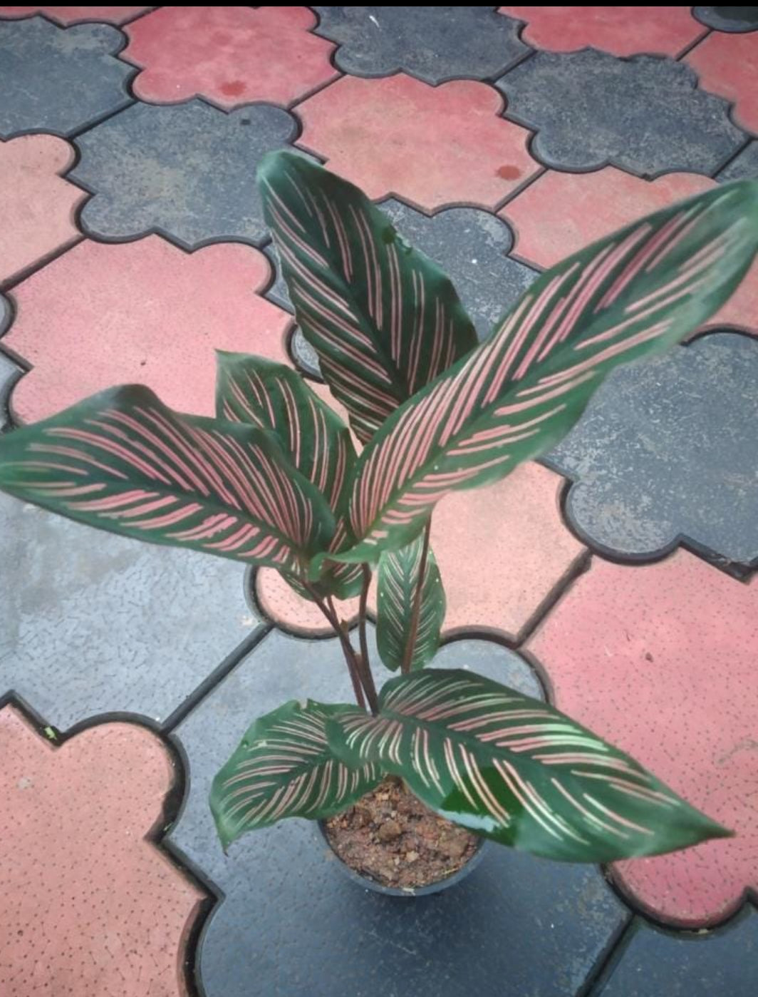 Pinstripe Red calathea plant