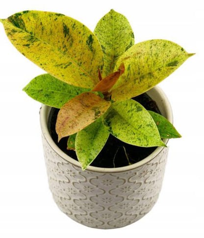 Rubber Plant Shivereana (Semishade )