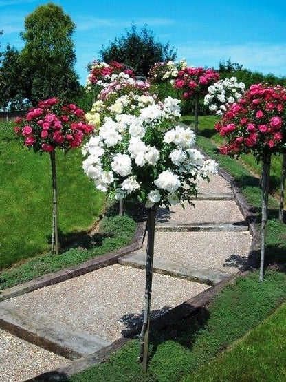 Buy Stand Rose Plant Online in India | Standard Tree Rose | Outdoor Flowering Rose Plant | Ashiyana Store