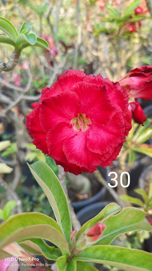 Adnium plant florist light red colour