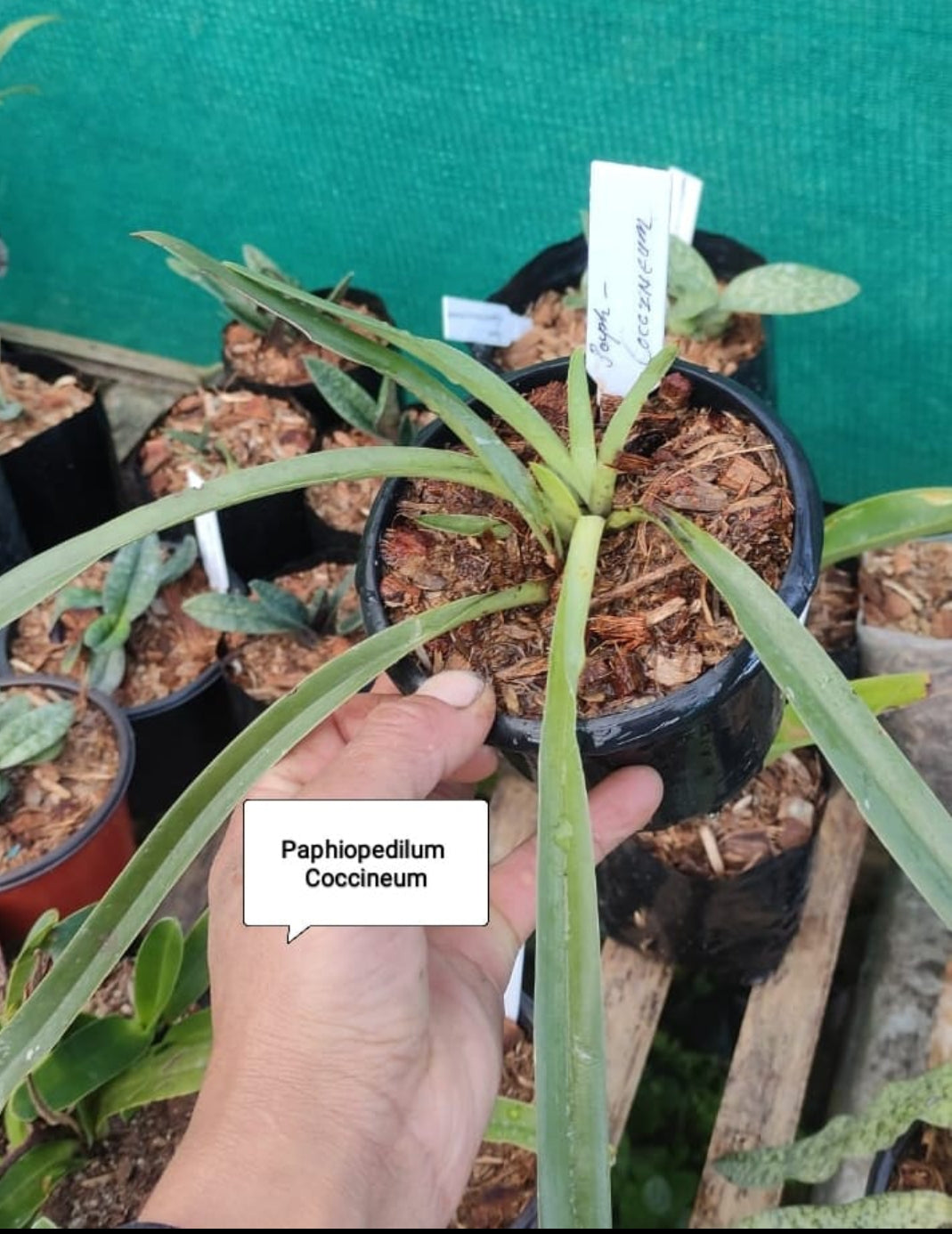 Paphiopedilum Coccineum