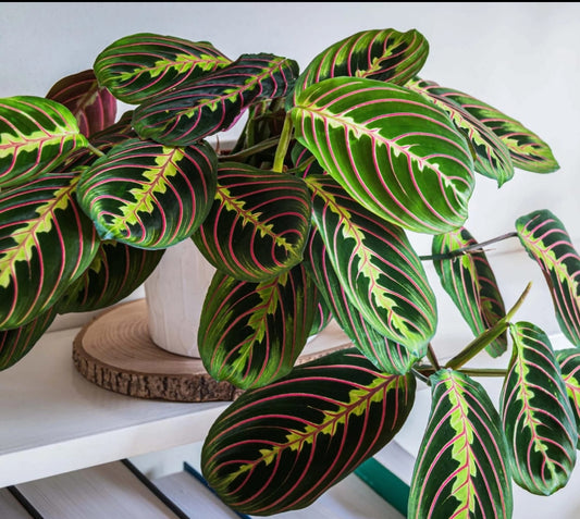 Calathea Prayer Plant