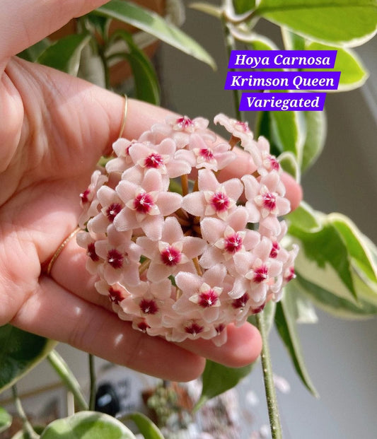 Hoya Carnosa Crimson Queen Veriegated