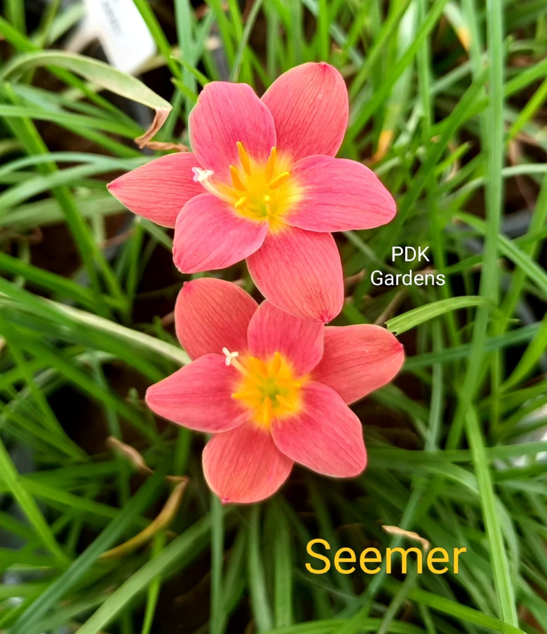 Seemer rain Lily bulb