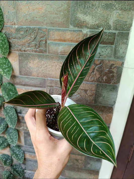 Aglonima Black Sumatra plant (Semishade)