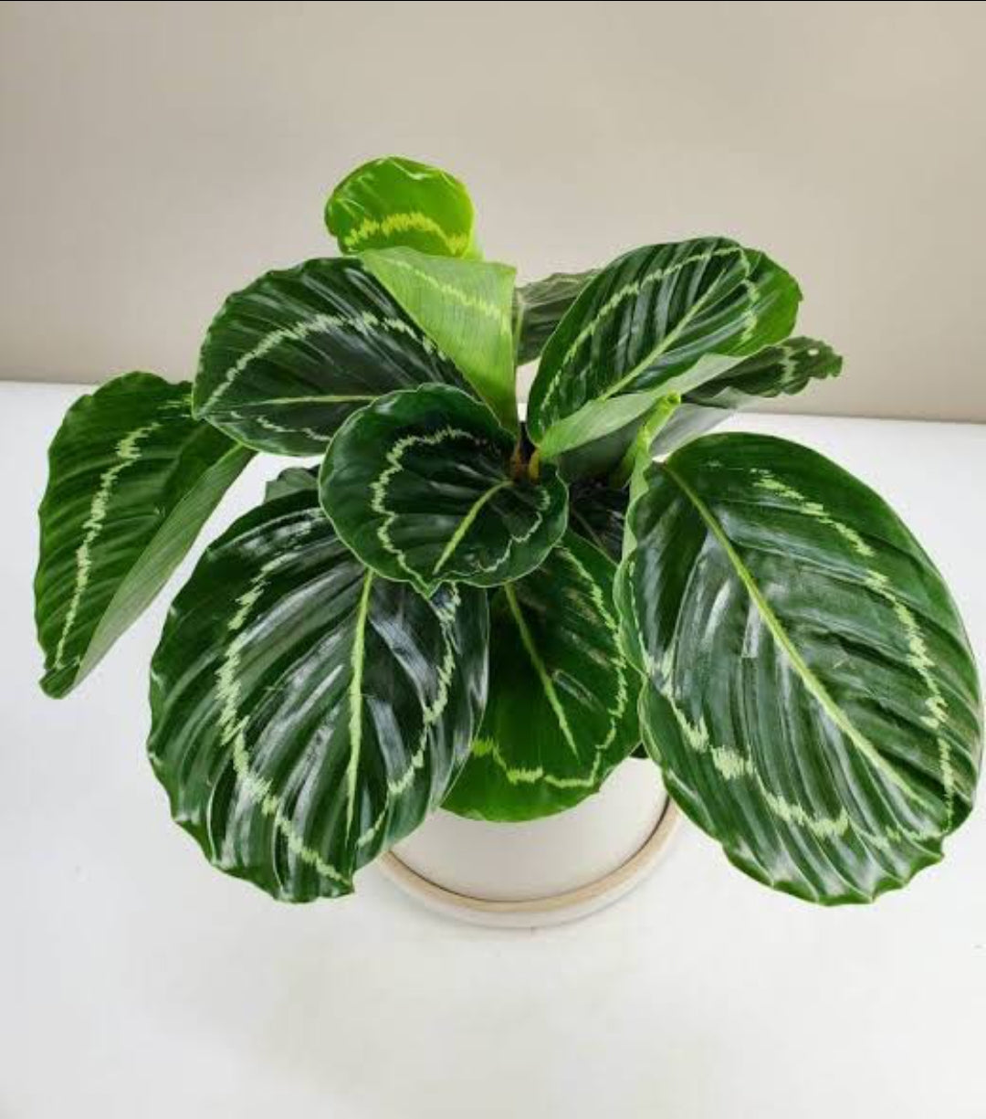 Calathea Roseopicta Green plant