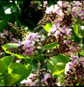 Pongam flowering tree plant