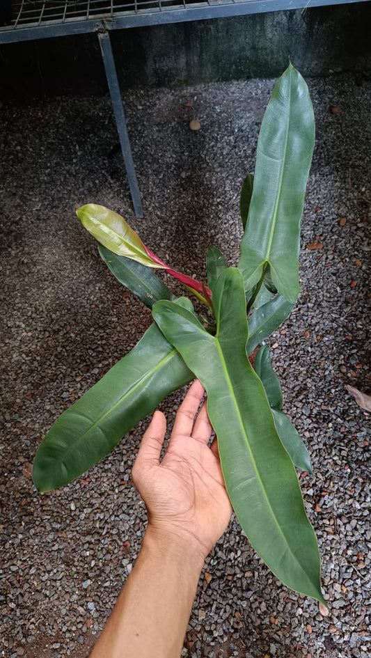 Philodendron Atabapoense (Semishade)