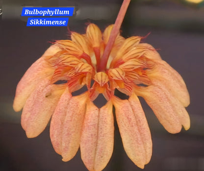 Bulbophyllum Sikkimense