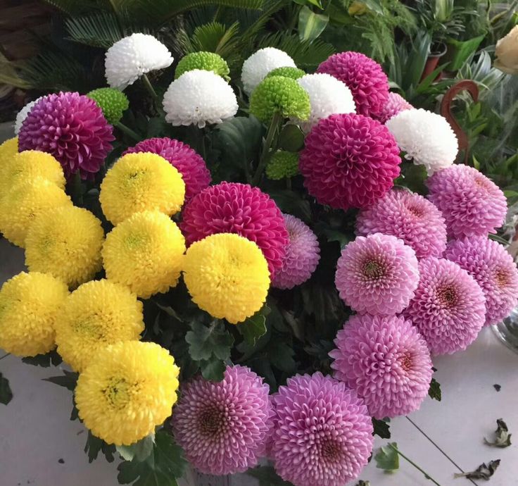 Buy Dahlia Pompon Bulbs Online in India | Colorful Ball Shape Flower Bulbs for Home Garden