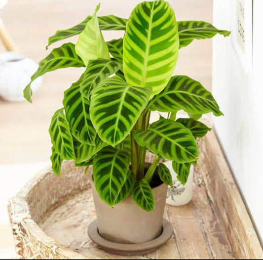 Calathea Sebrena Plant